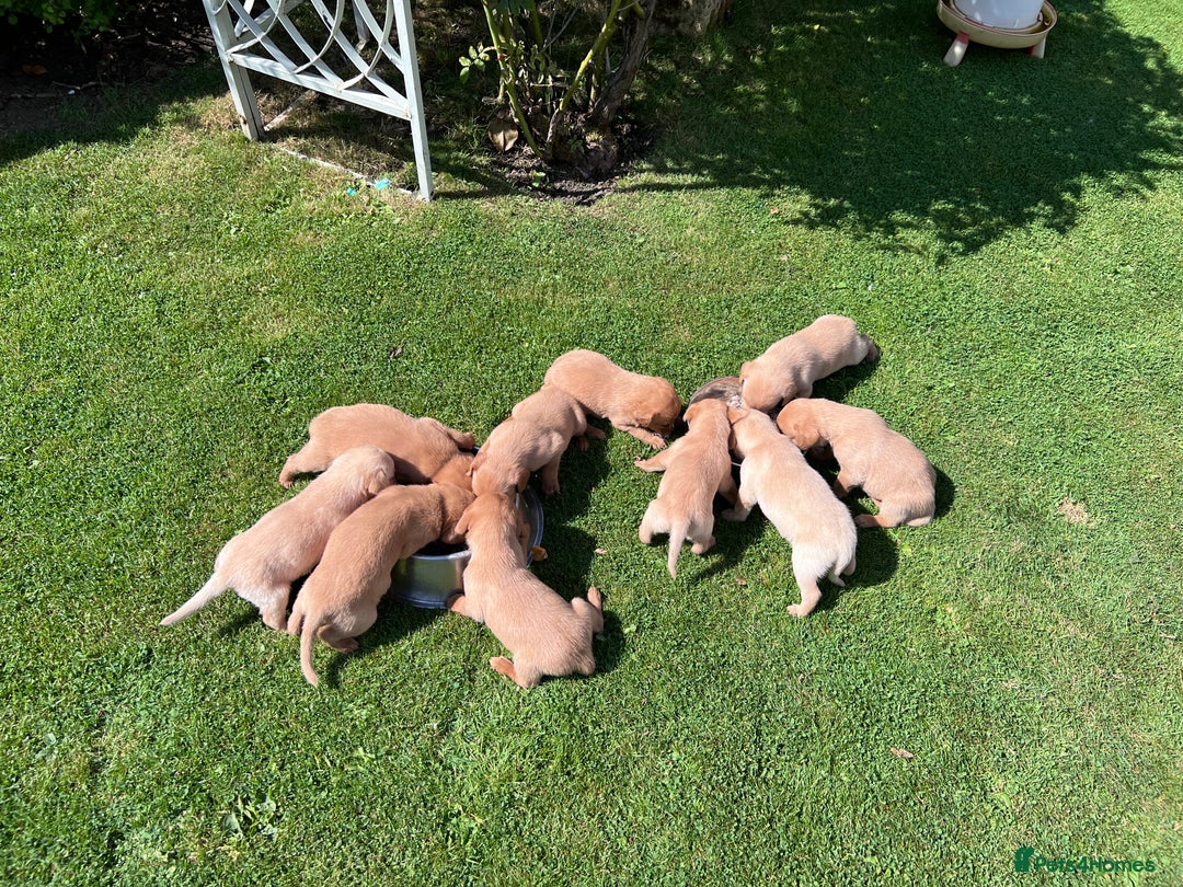 Labrador Retriever dogs for sale: Dark Red and Yellow KC reg DNA Clear Lab Puppies - Image 2