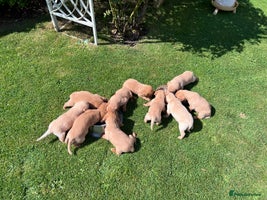 Labrador Retriever dogs - Advert 12