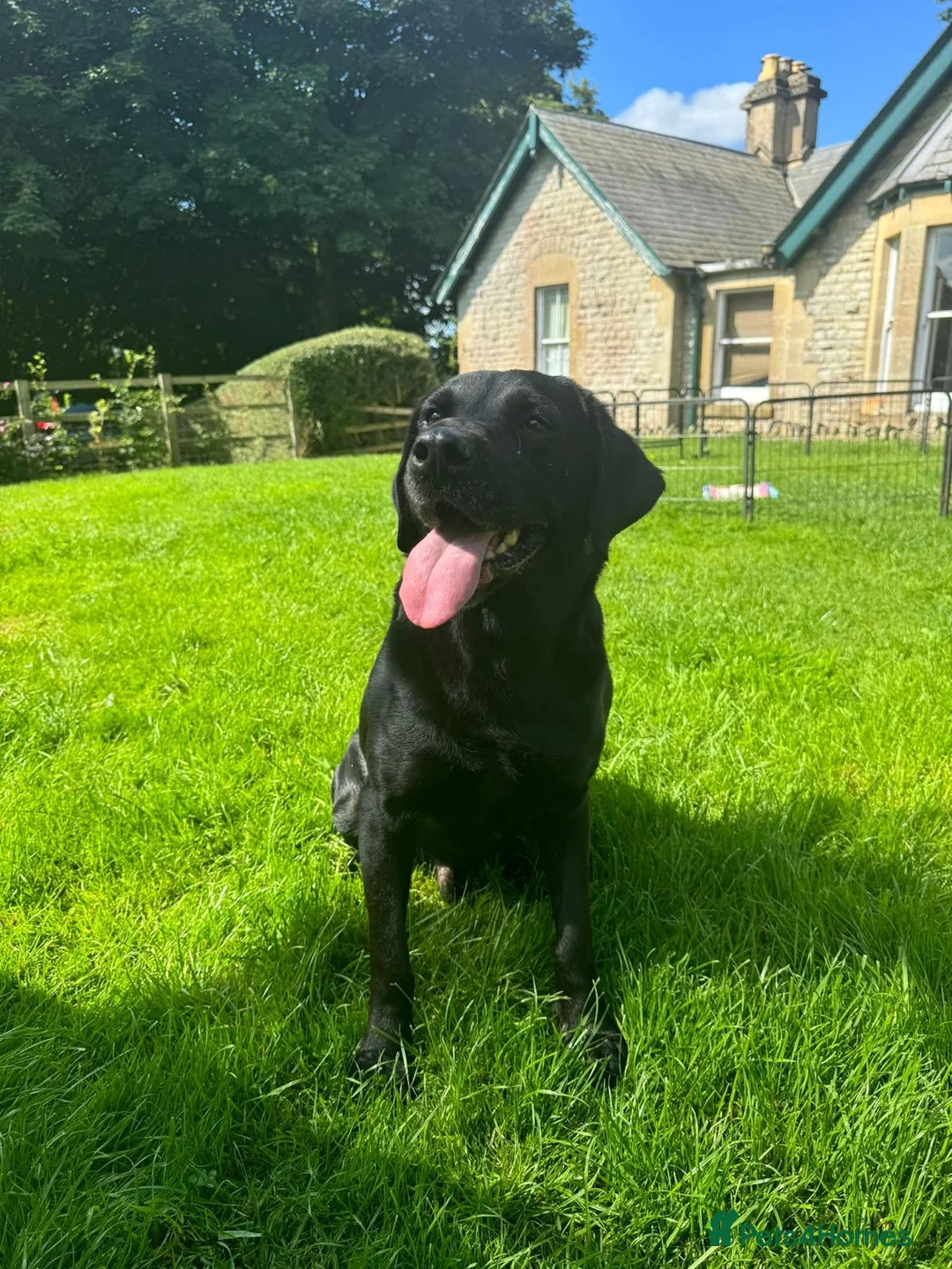 Labrador Retriever dogs for sale: Beautiful KC registered Lab boys  - Advert 25