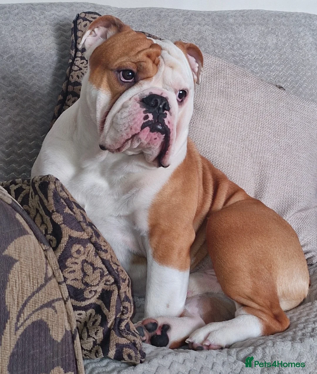 English Bulldog dogs for stud: KCBloodline English Bulldog STUD- excellent nature in Darwen - Advert 2