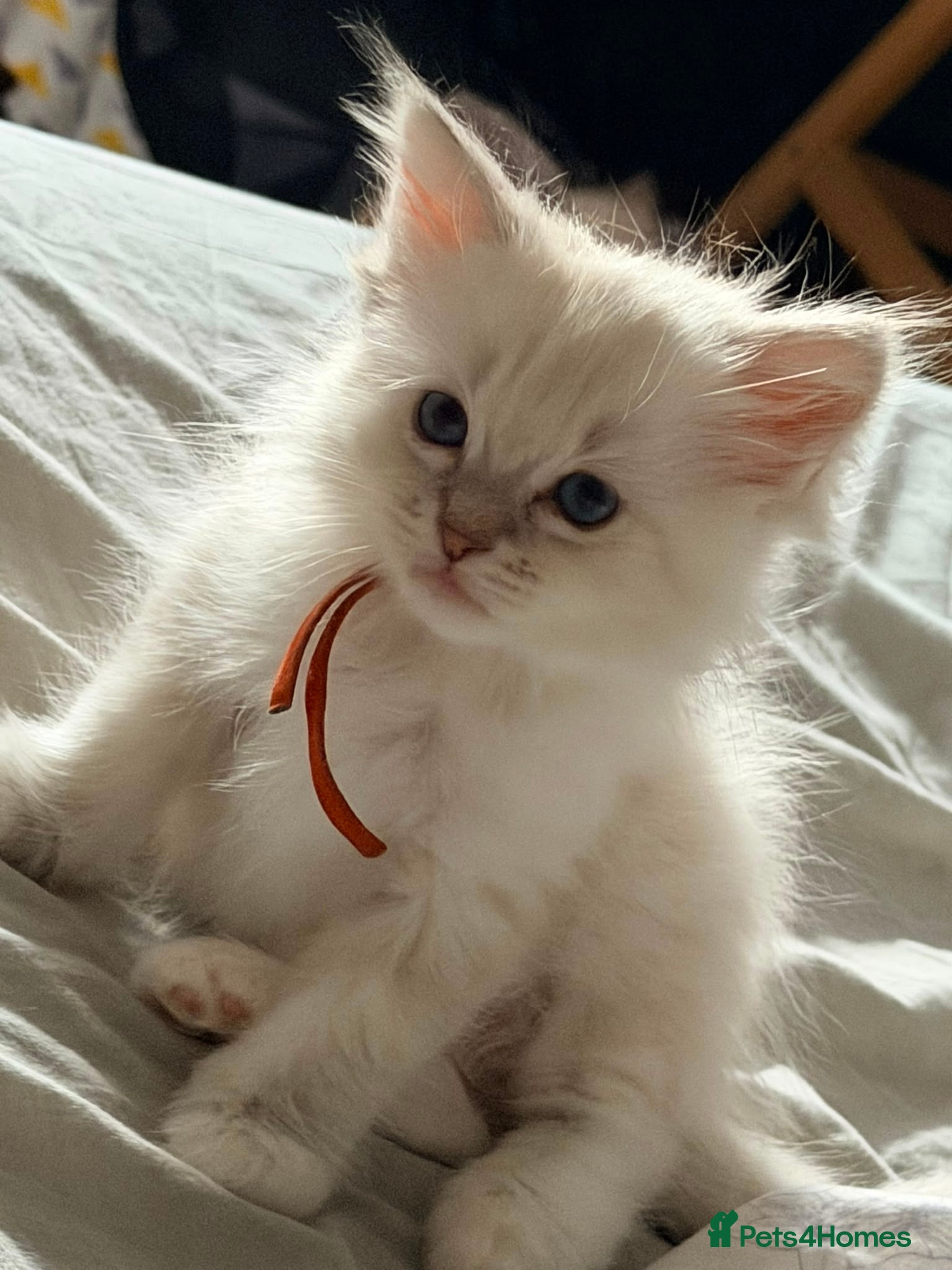 Ragdoll cats Pure tica ragdoll kittens  - Advert 1