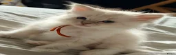 Ragdoll cats for sale: Pure tica ragdoll kittens  - Advert 1