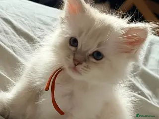 Ragdoll cats Tica reg kitten ready to leave - Advert 5