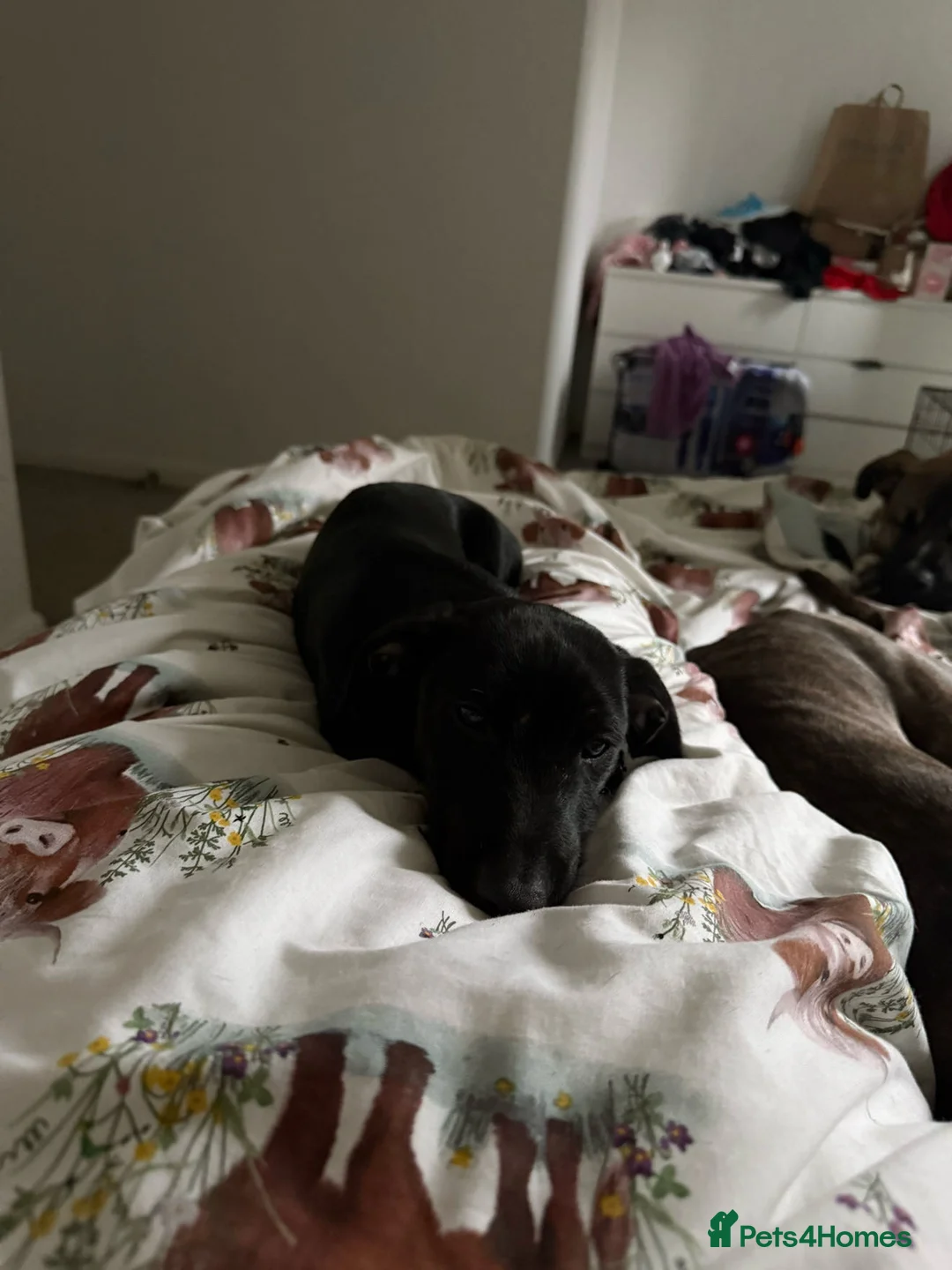 Dachshund dogs for sale: Black Dachshund  - Advert 2