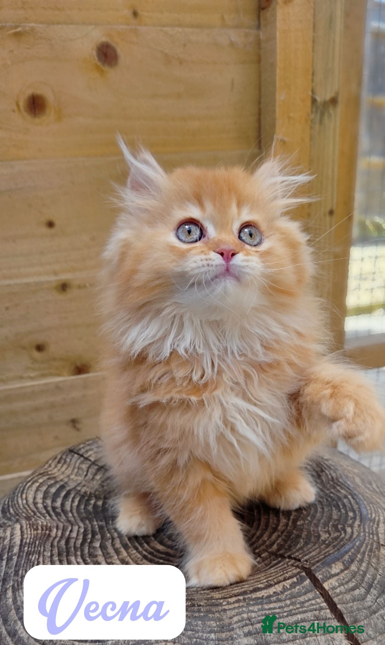 British Shorthair cats 🧡 2 British Tabby Cuties SH/LH 🧡 - Advert 9