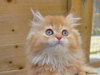 British Shorthair cats 🧡 2 British Tabby Cuties SH/LH 🧡 - Advert 9