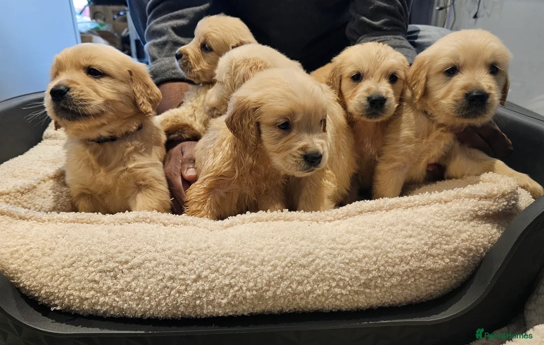 Golden Retriever dogs for stud: Gorgeous KC registered Golden Retriever stud dog  in Chesterfield - Advert 18