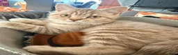 Mixed Breed cats for sale: Scottish Fold x BSH  - Advert 3
