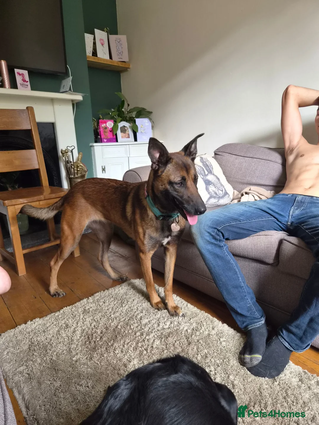 Belgian Shepherd Dog dogs for sale: Email Belgium mali - Advert 2