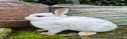 Netherland Dwarf rabbits for sale: 3 young Netherland dwarf rabbits for sale £50 in Manchester - Advert 9