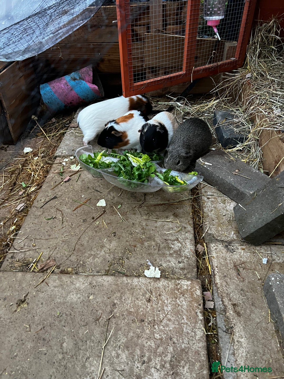 Guinea Pig rodents for sale: Male guinea pig - Advert 4
