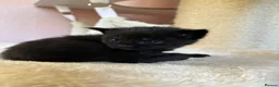 Ragcoon cats for sale: Beautiful Ragcoon Kittens for Sale - Advert 17
