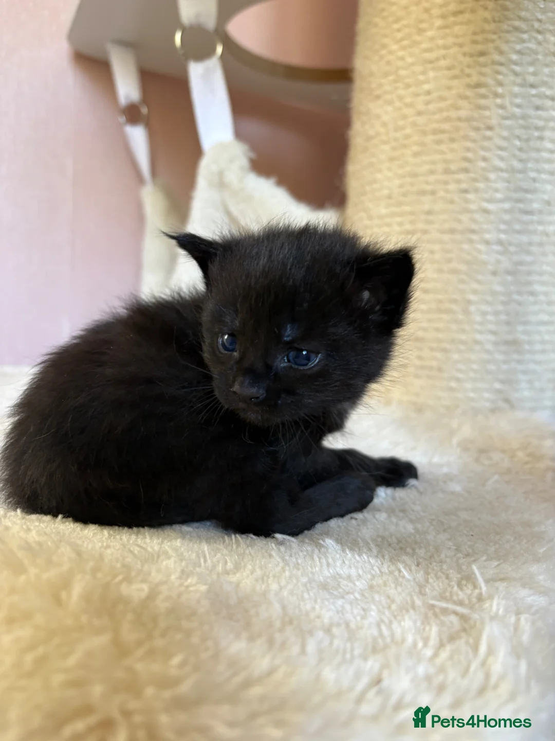 Ragcoon cats for sale: Beautiful Ragcoon Kittens for Sale - Advert 17