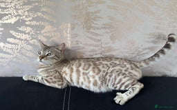 Bengal cats for sale: Stunning championship line snow mink Bengal  - Image 3