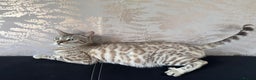 Bengal cats for sale: Stunning championship line snow mink Bengal  - Advert 3