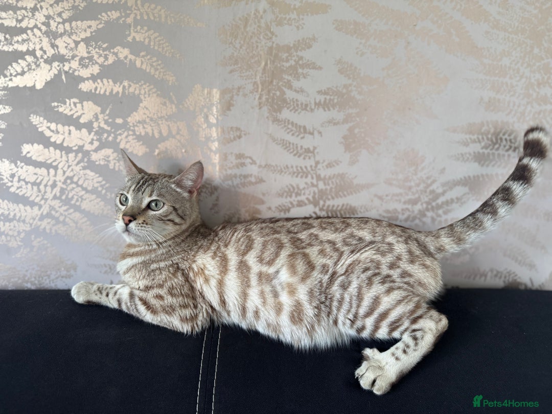 Bengal cats for sale: Stunning championship line snow mink Bengal  - Image 3