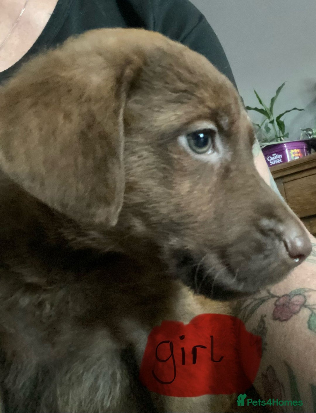 Mixed Breed dogs for sale: Chessadore Puppy’s  - Advert 14