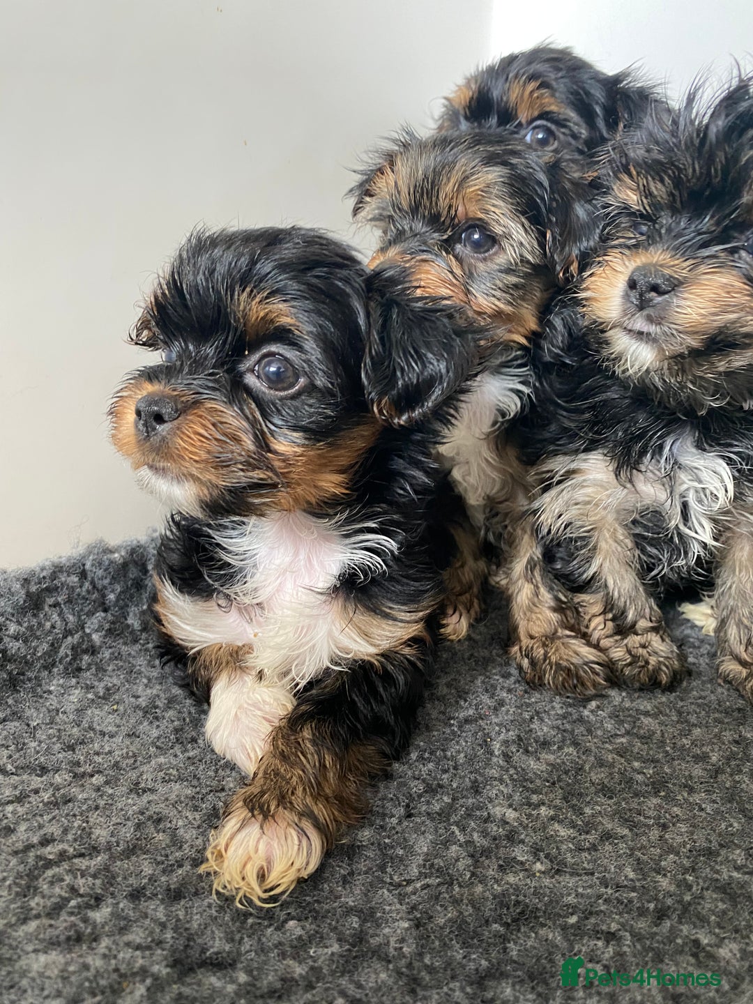 Yorkshire Terrier dogs for sale: Yorkshire terrier pups ready for their new homes.  - Image 2