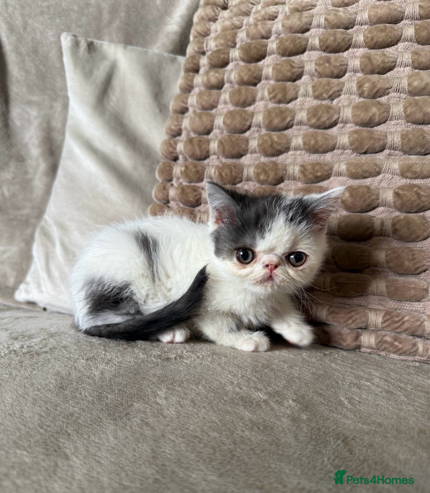 Exotic cats Ready to leave! 4 exotic shorthair boys  - Advert 2