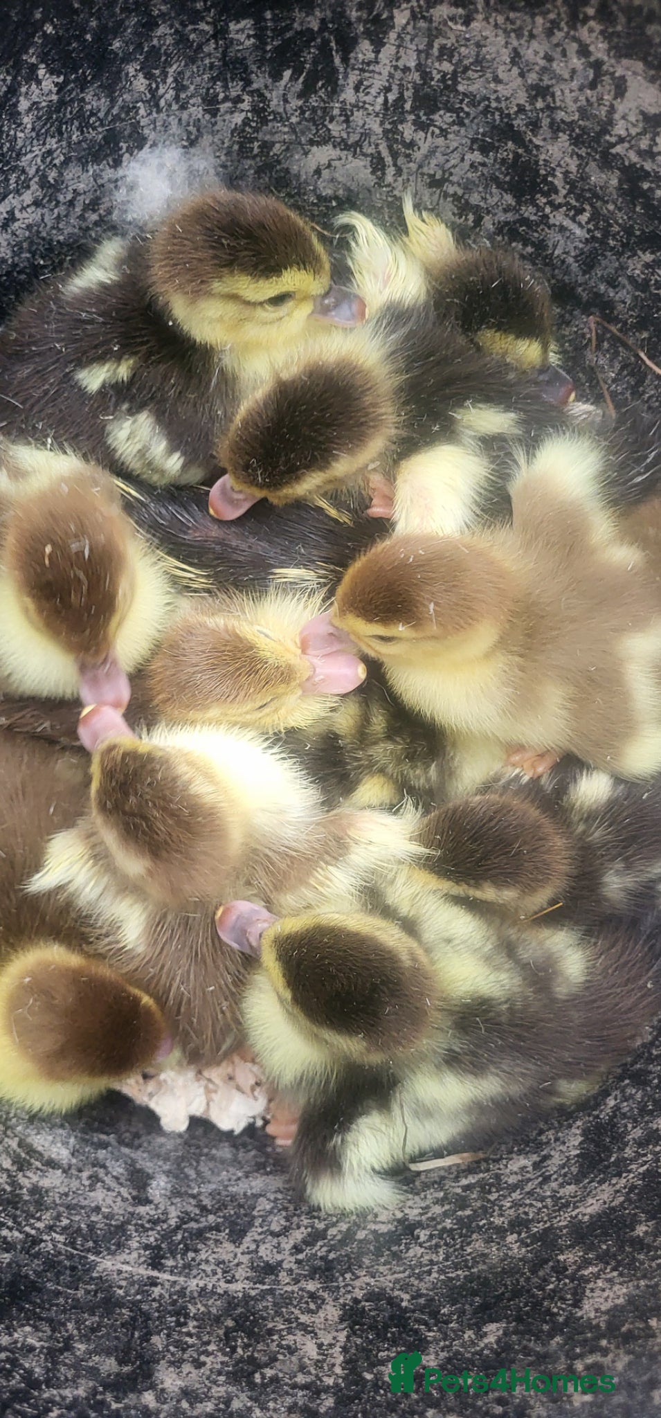 Ducks poultry Unsexed muscovy ducklinga for salw - Advert 1