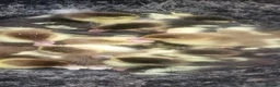 Ducks poultry for sale: Unsexed muscovy ducklinga for salw - Advert 1