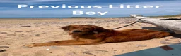 Golden Retriever dogs for sale: Beautiful Fox Red Golden Retrievers RKC rebistered - Advert 8