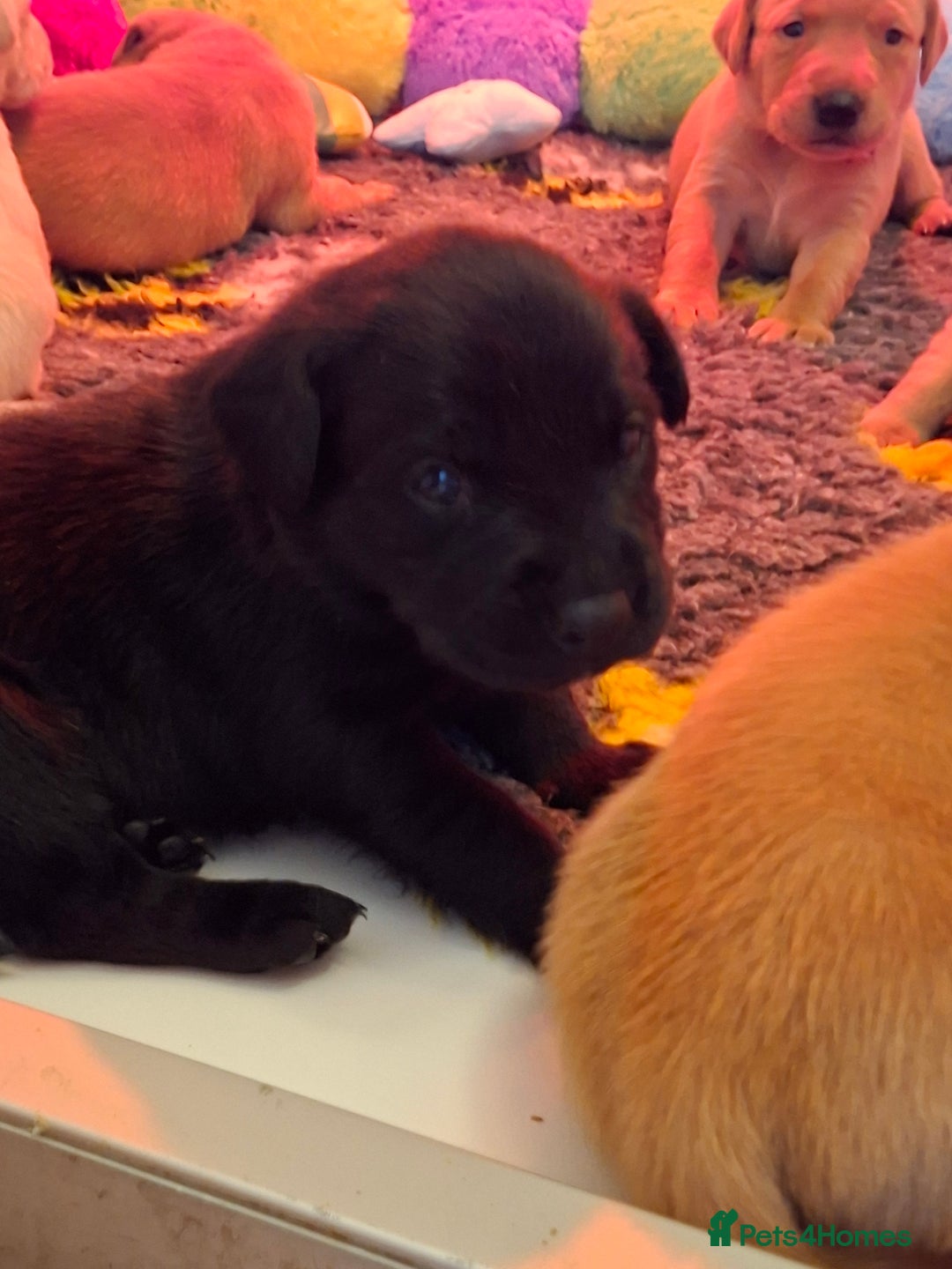 Labrador Retriever dogs for sale: Labrador Retriever litter - Advert 7