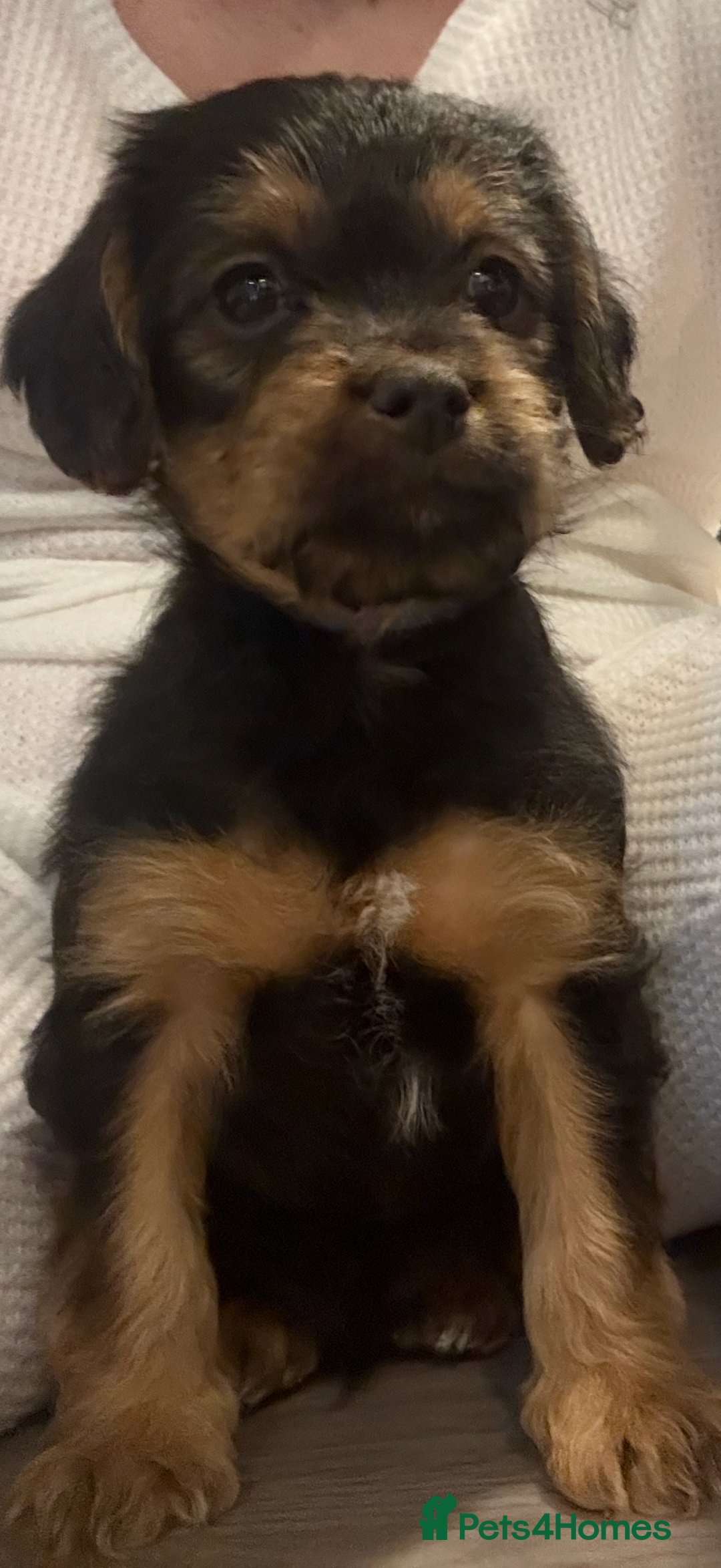 Mixed Breed dogs for sale: Beautiful shihpoo puppies - Advert 4