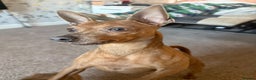 Miniature Pinscher dogs for sale: Blue & Fawn Male, House Trained Miniature Pincher  - Advert 5