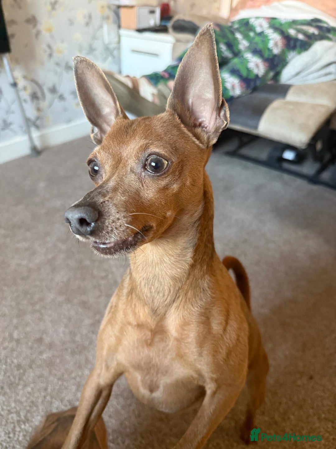 Miniature Pinscher dogs for sale: Blue & Fawn Male, House Trained Miniature Pincher  - Advert 5