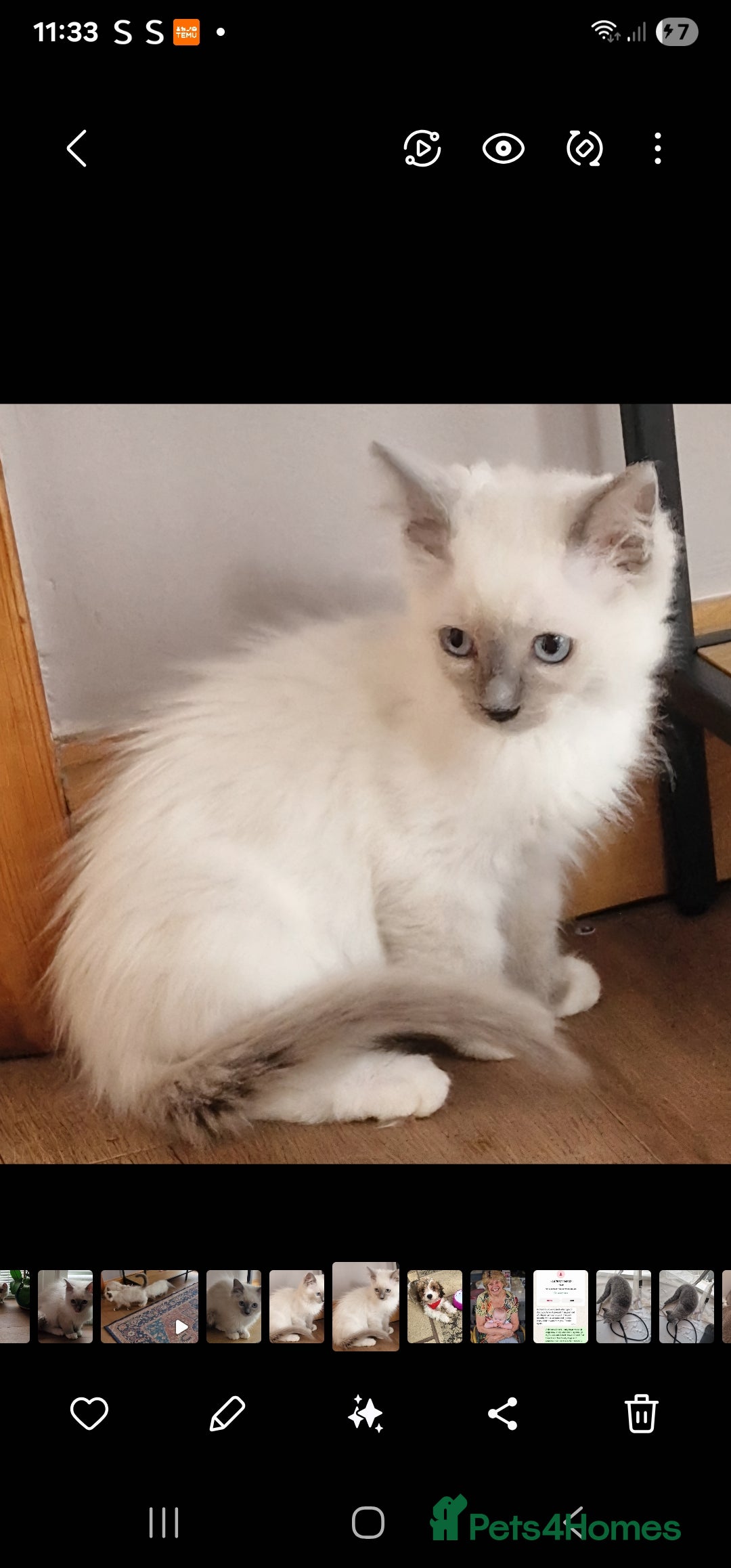 Ragdoll cats for sale: 🌟 Stunning  Pedigree Ragdoll Kittens 🌟 - Image 15