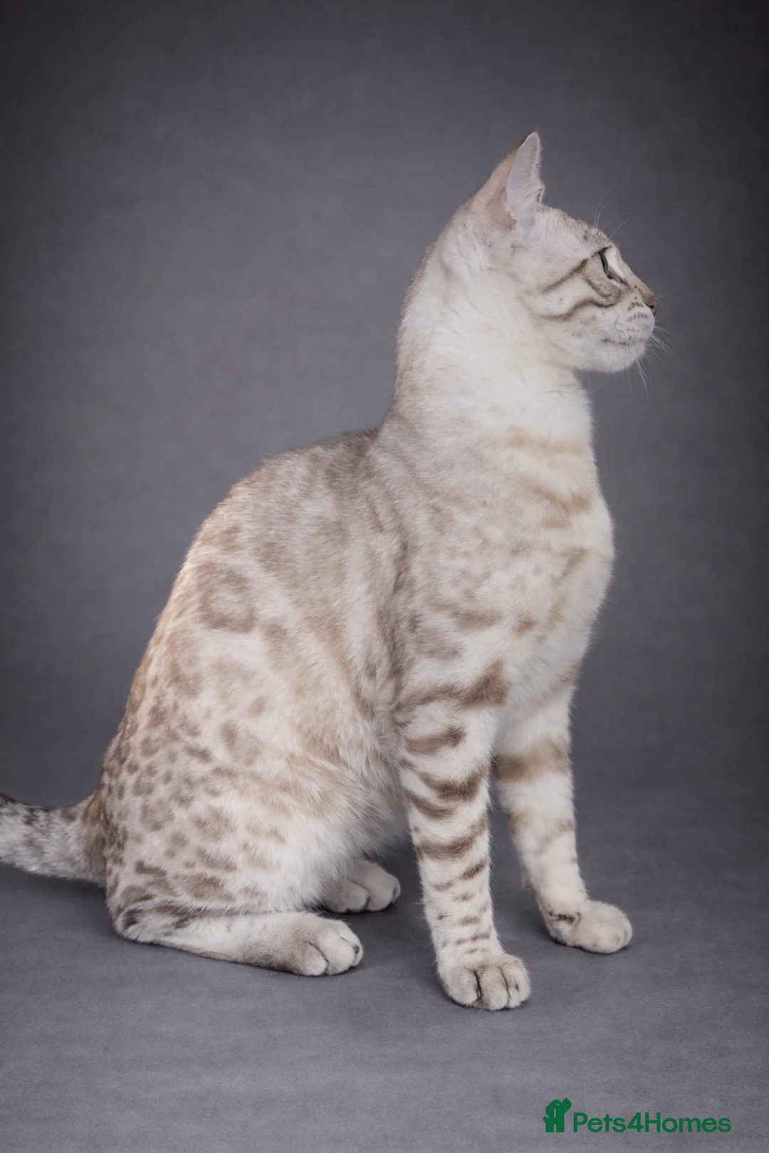 Bengal cats for sale: ⭐SENSATIONAL⭐️Seal Silver Mink Stud TICA REG - Advert 4