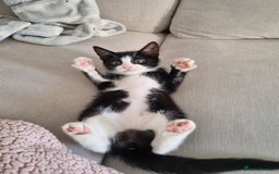 American Shorthair cats for sale: Kittens for sell, ready to go now!  - Image 1