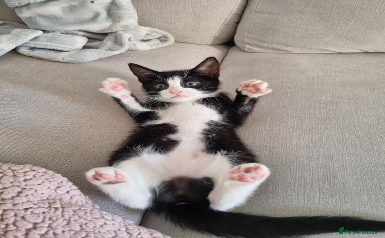 American Shorthair cats - Advert 11