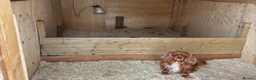 Cavalier King Charles Spaniel dogs for stud: Cavalier stud  - Advert 4