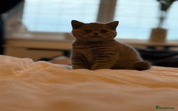 British Shorthair cats for sale: READY COLLECTION THIS WEEKEND! Bsh babies  - Image 10