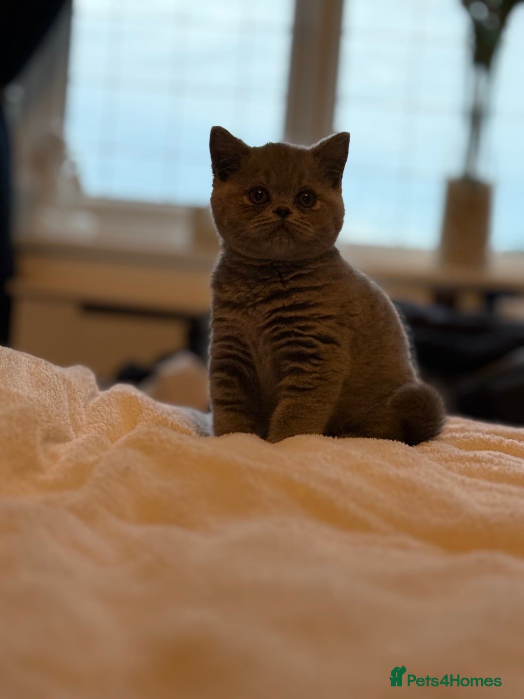 British Shorthair cats for sale: READY COLLECTION THIS WEEKEND! Bsh babies  - Image 10