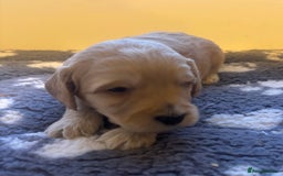 Cockapoo dogs for sale: Stunning F1 Cockapoos from H/Tested KC Parents!! - Image 28