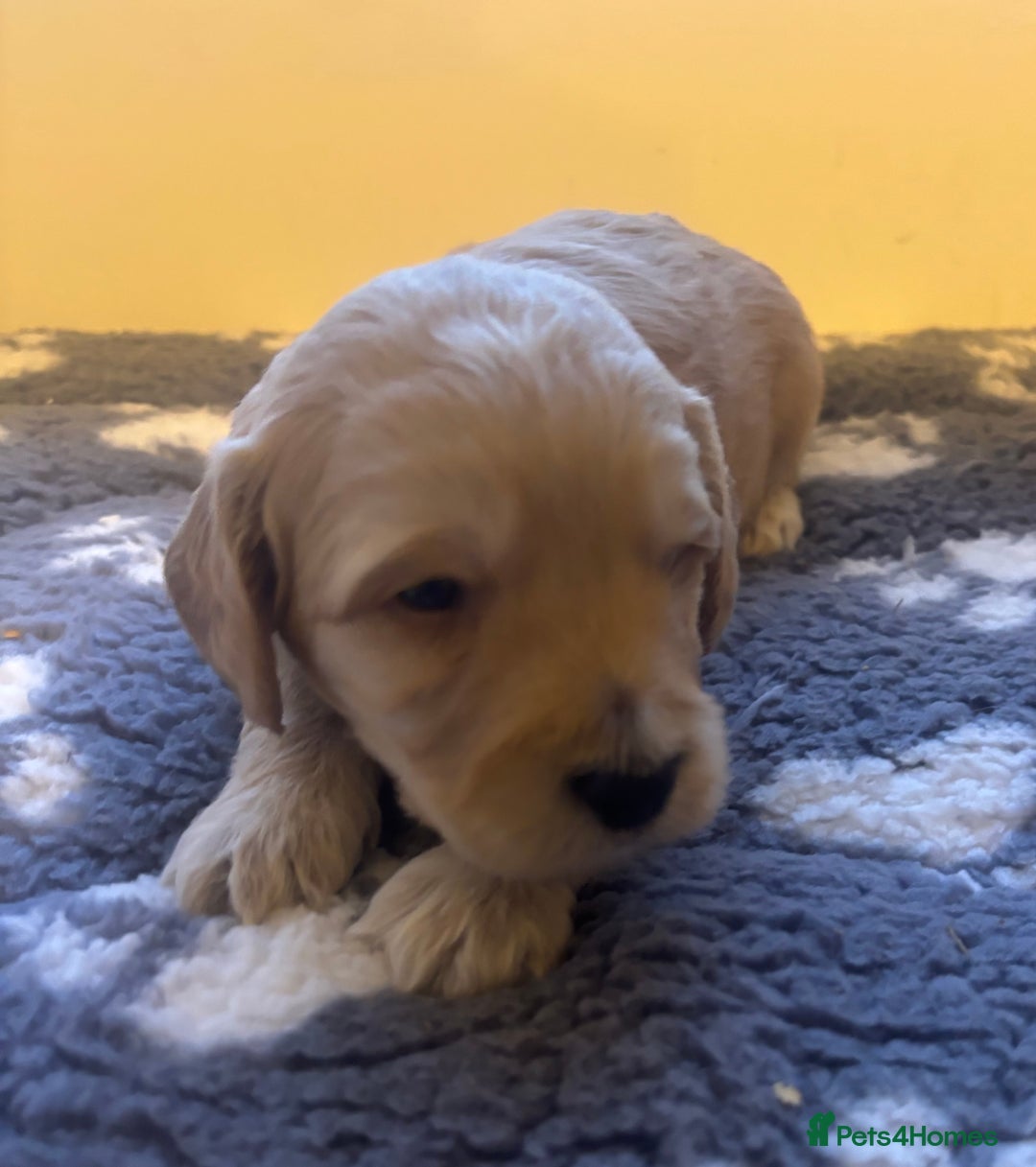 Cockapoo dogs for sale: Stunning F1 Cockapoos from H/Tested KC Parents!! - Image 28