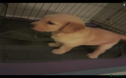 Mixed Breed dogs for sale: Beautiful chunky golden retriever x cockapoos  - Image 18