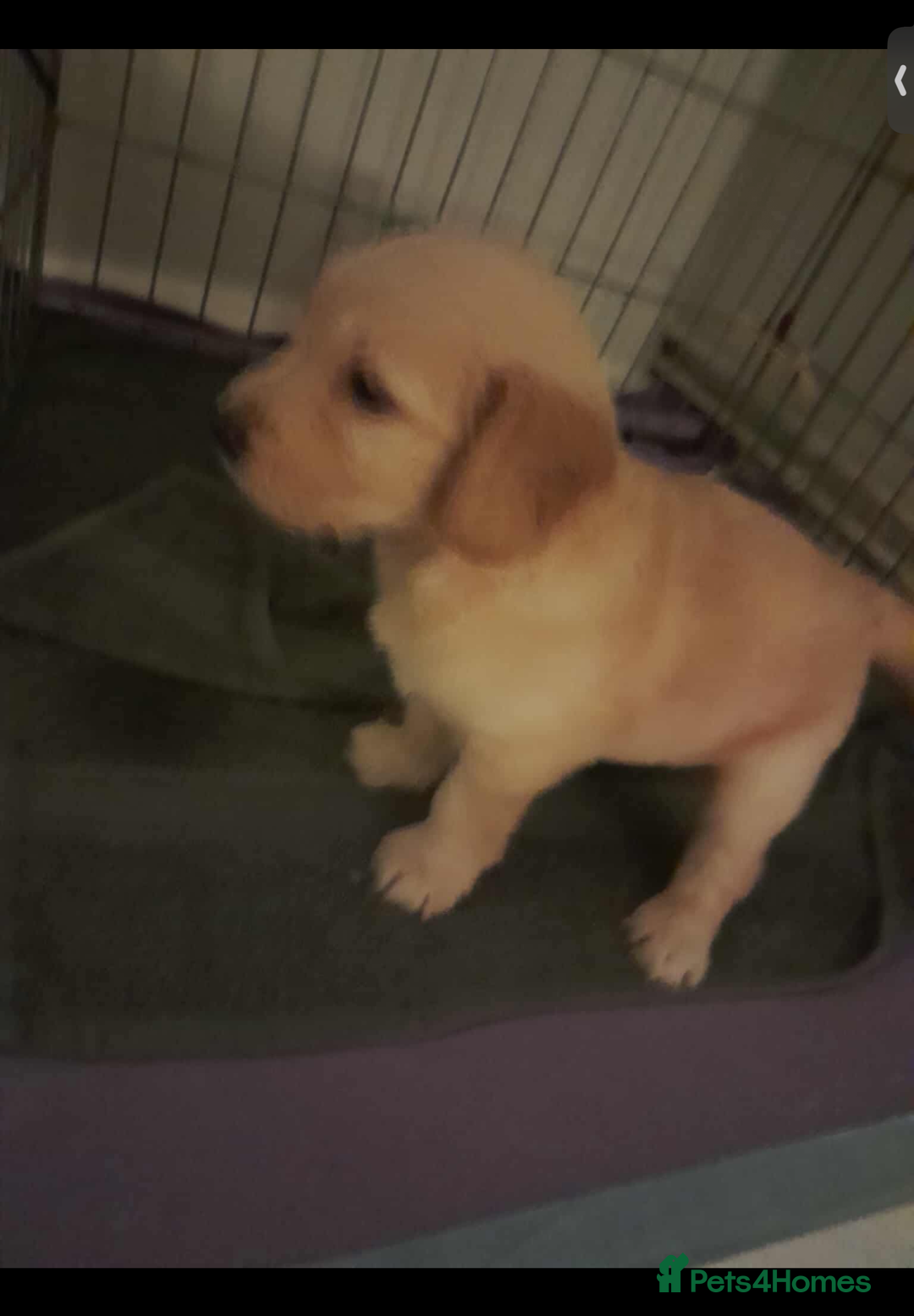 Mixed Breed dogs for sale: Beautiful chunky golden retriever x cockapoos  - Image 18