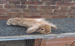 Mixed Breed rabbits for sale: Taka and Bobby - Image 8