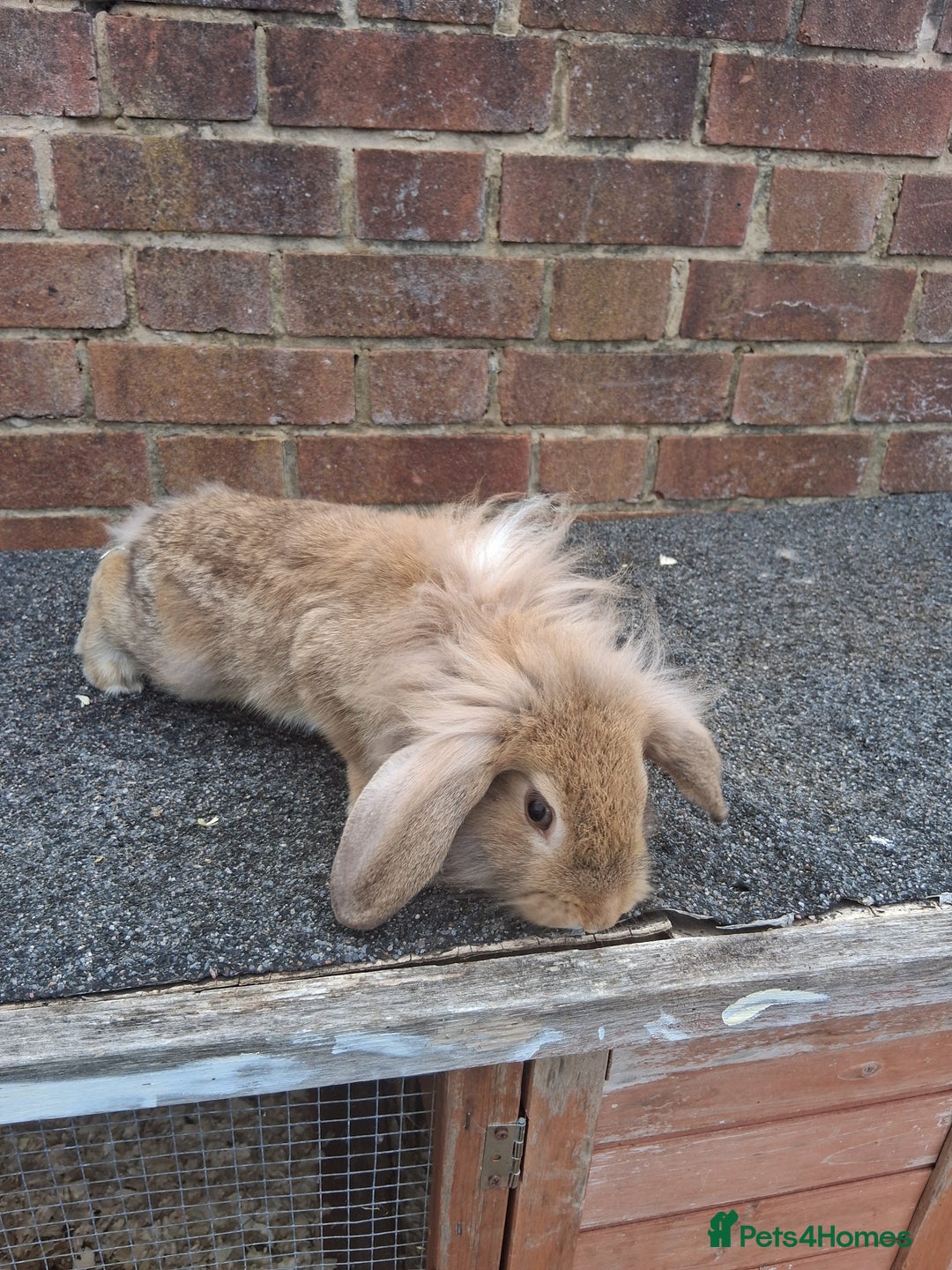 Mixed Breed rabbits for sale: Taka and Bobby - Image 8