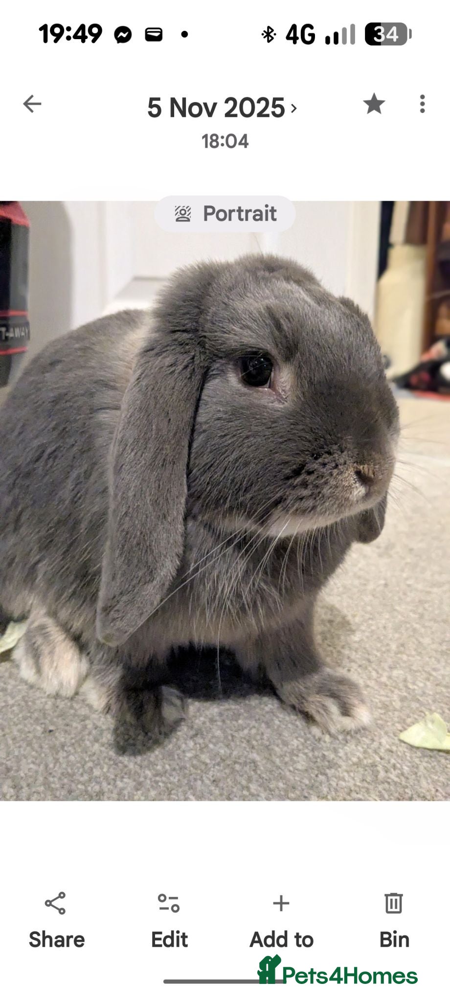 Mini Lop rabbits Mini Lop Rabbits - Advert 3