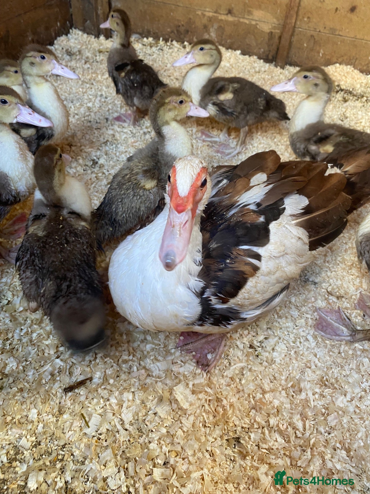 Ducks poultry Muscovy ducklings - Advert 9