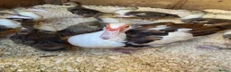 Ducks poultry for sale: Muscovy ducklings - Advert 1