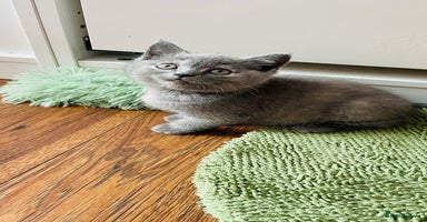 Scottish Fold cats - Advert 4