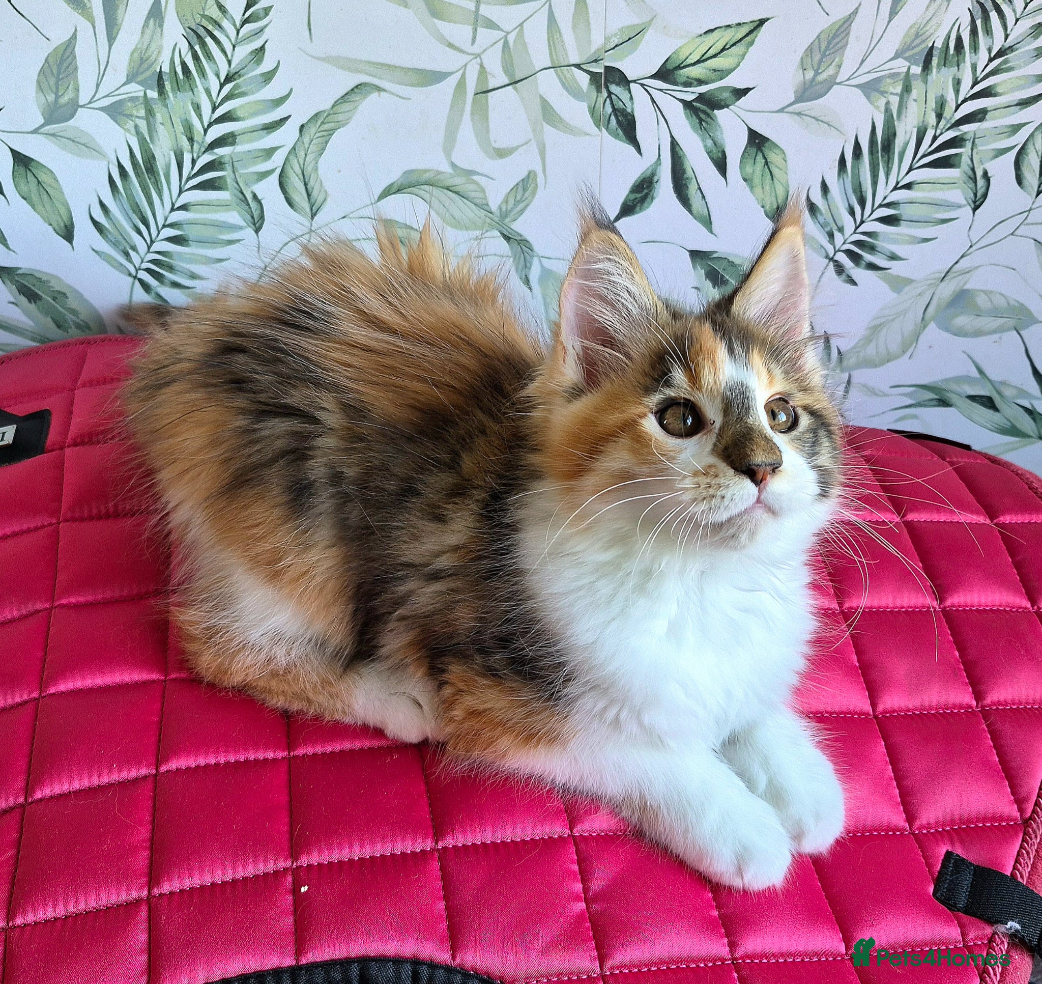 Maine Coon cats Unusual marked maine coon girl - Advert 17