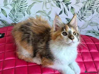 Maine Coon cats Unusual marked maine coon girl - Advert 17