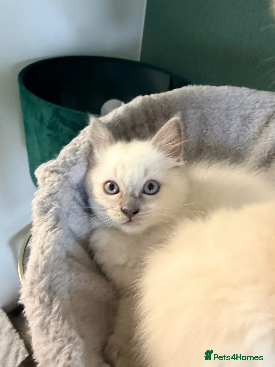 Ragdoll cats for sale: 🩵 Lilac boy and blue point girl available 🩵 - Advert 15